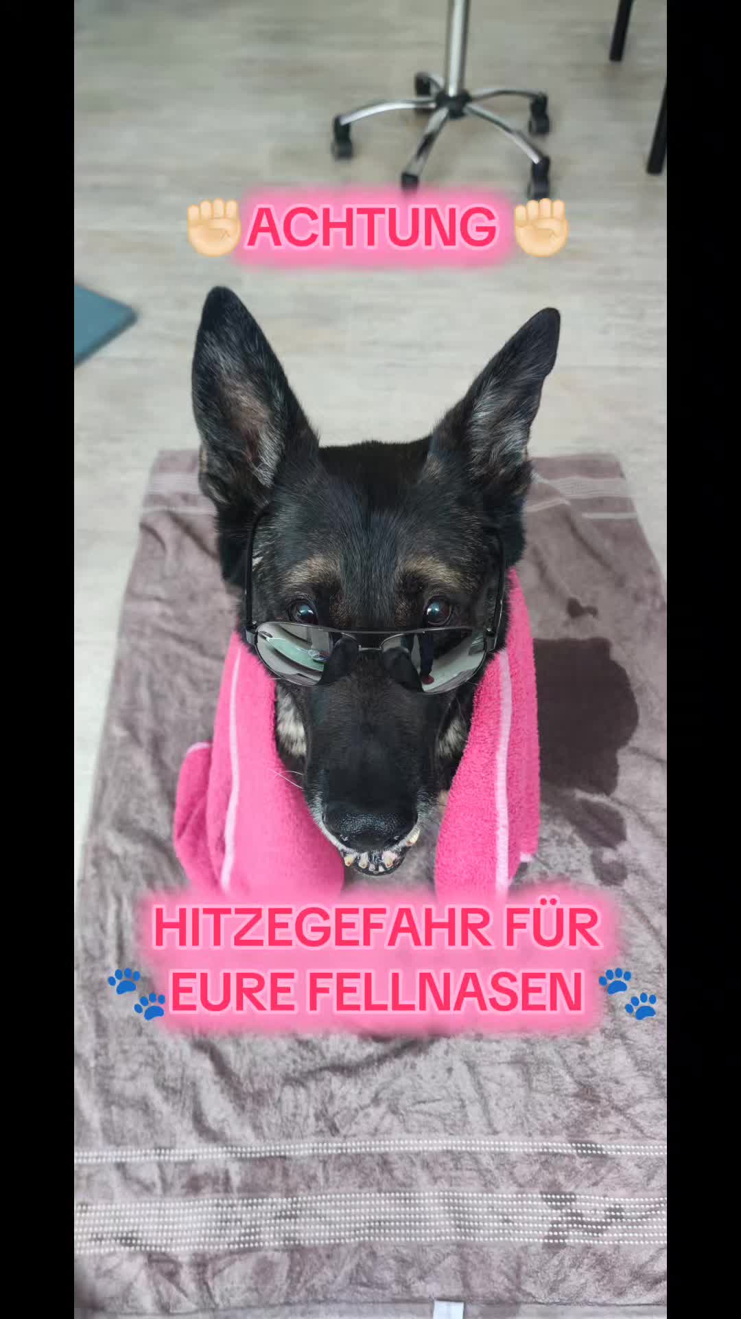 @K9 Palatinus-Unit☑️