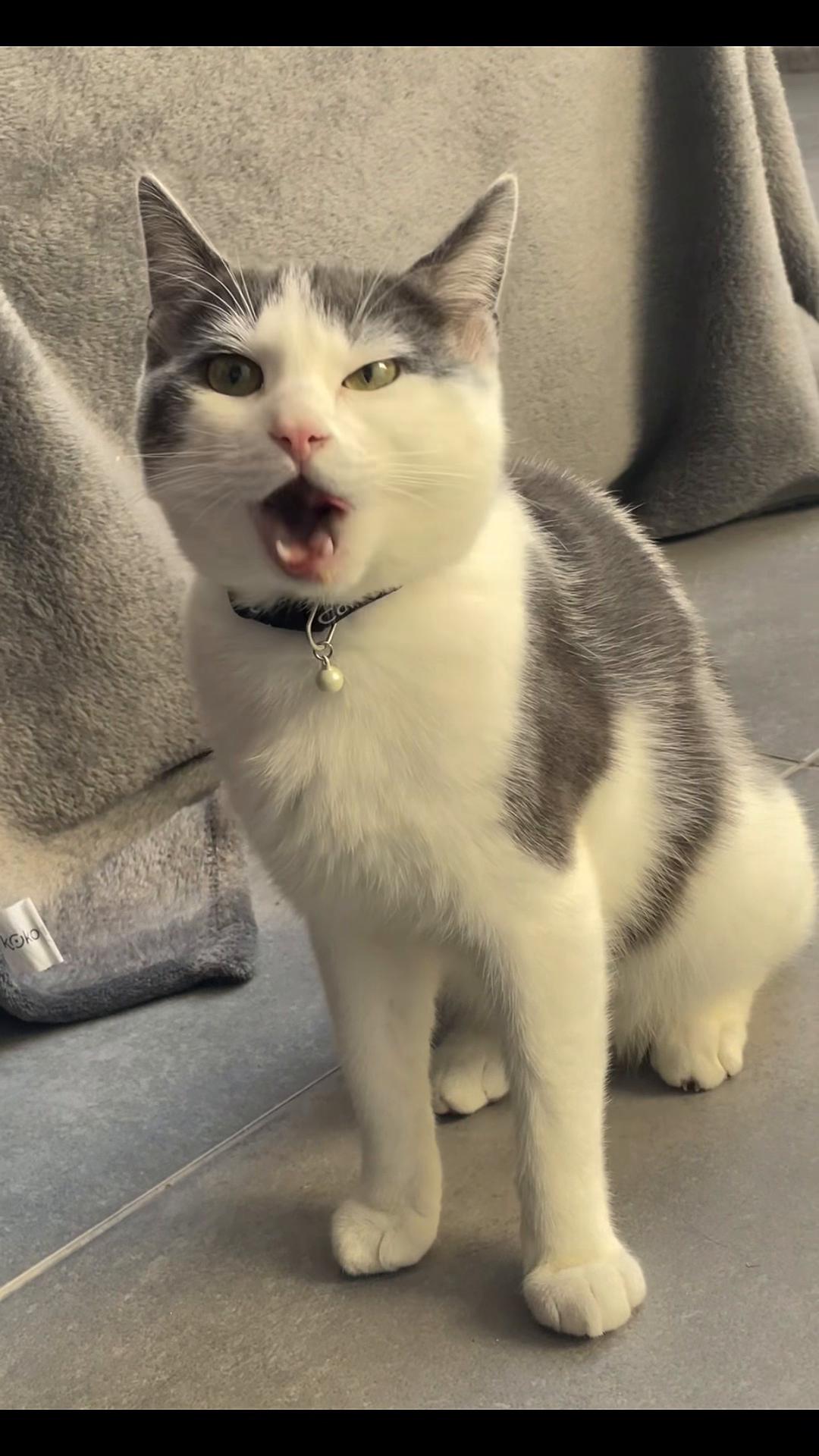 @ronnie_the_cat_be 💎