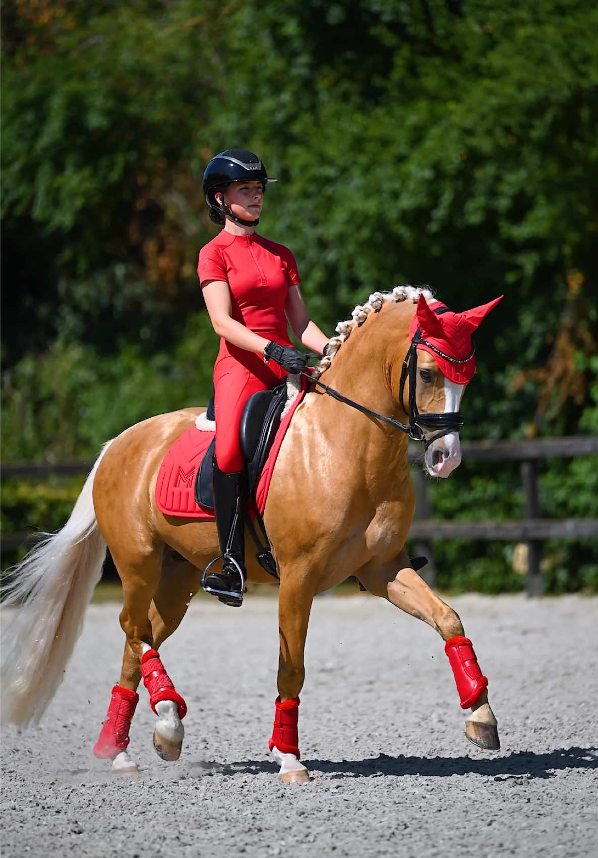 @Maximilian Equestrian