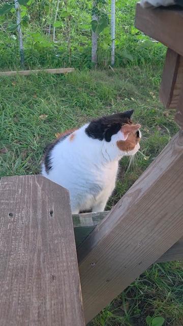 @mi gata la más hermosa