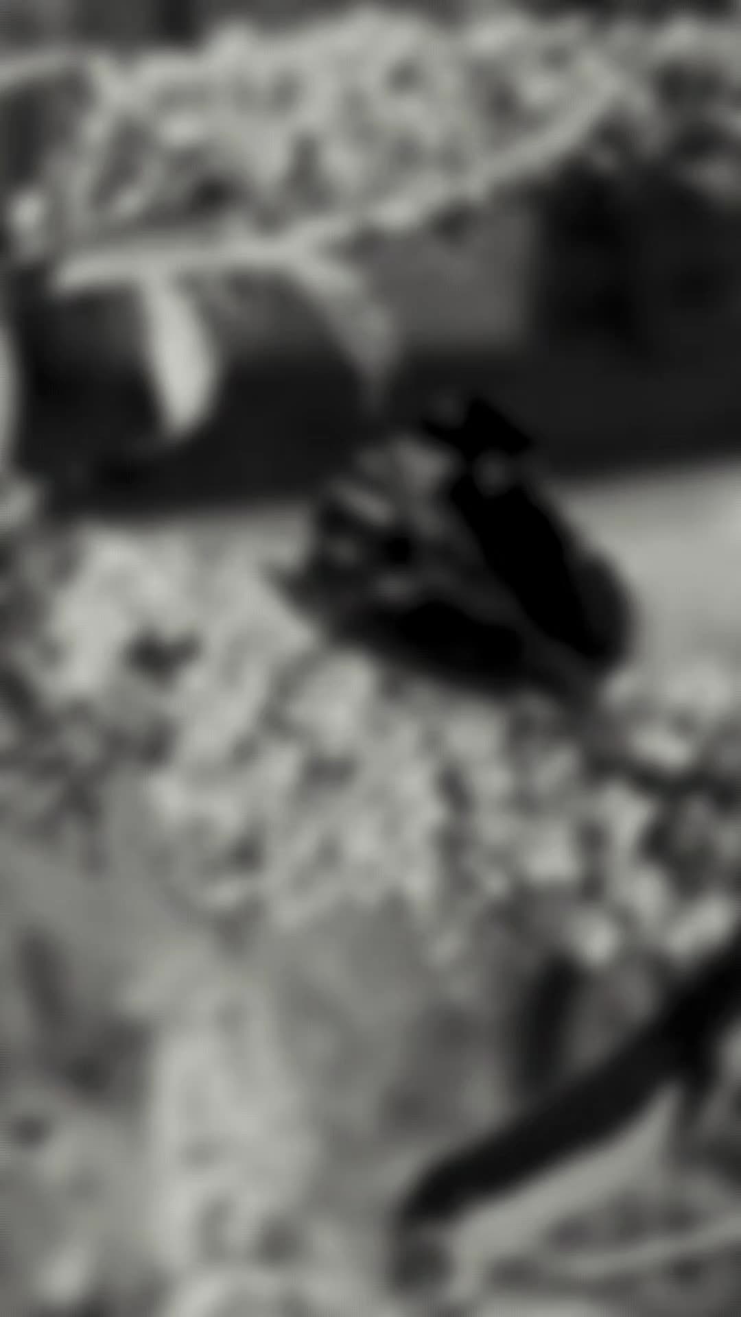 @Bebiish 🖤🍃