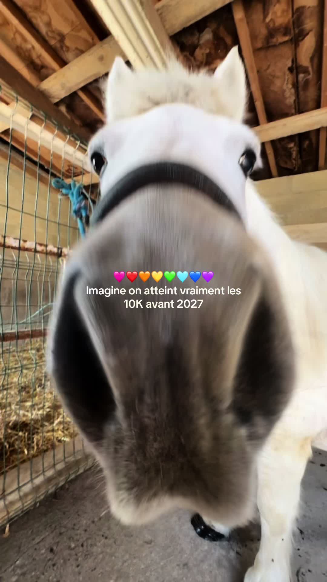 @benjyylepetitponey