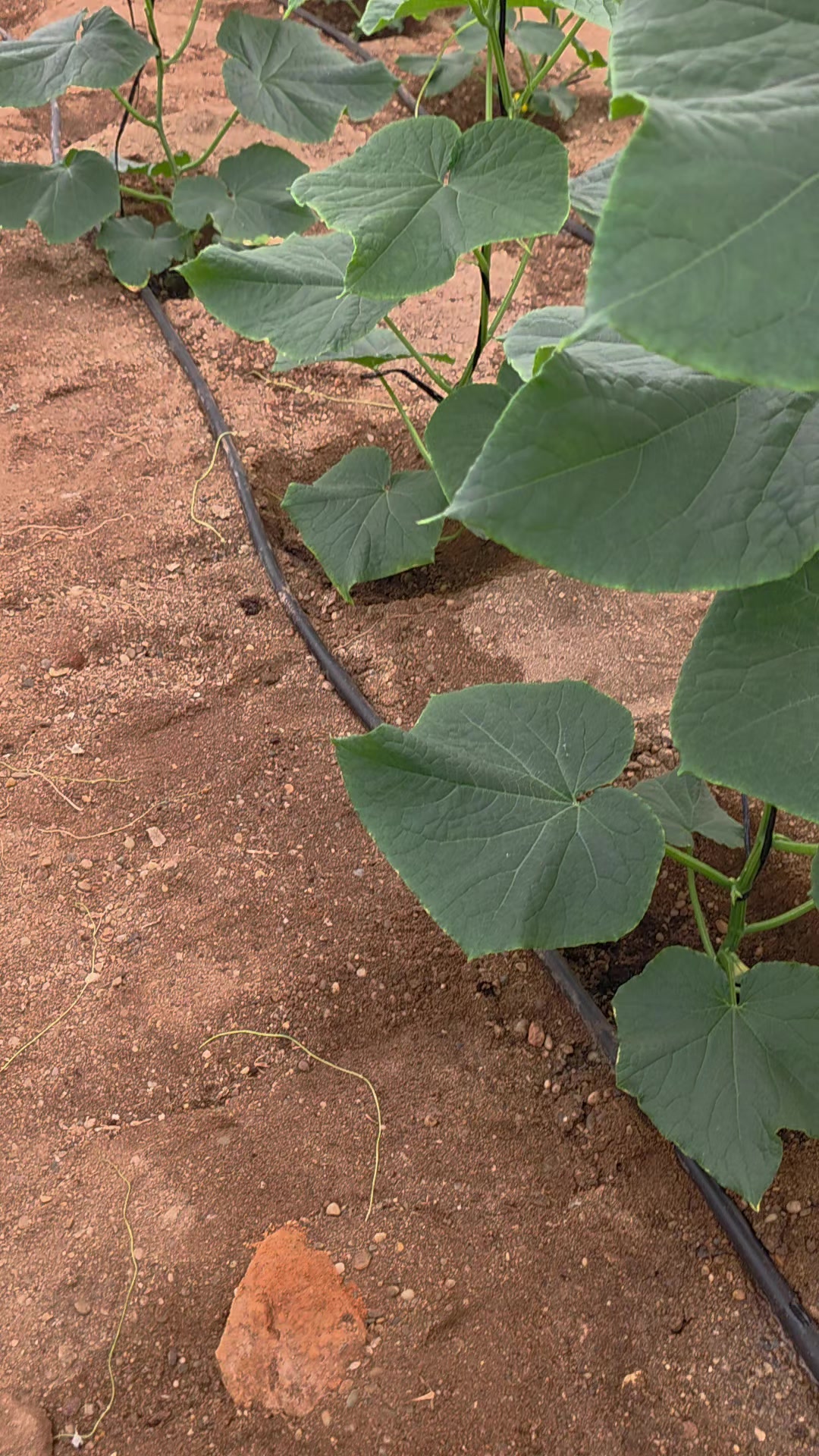 @El Extensionista del Agro