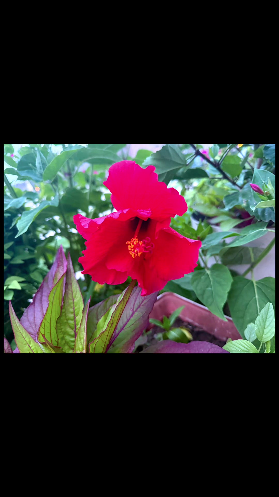 @Raghubirdada