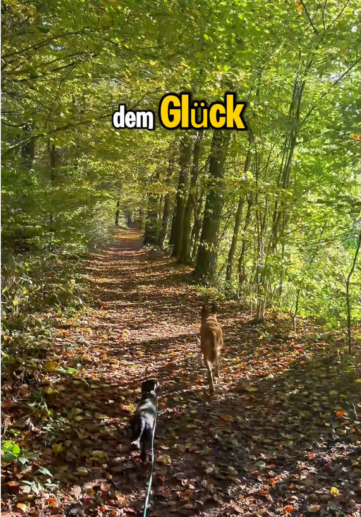 @INSAbenteuerHund