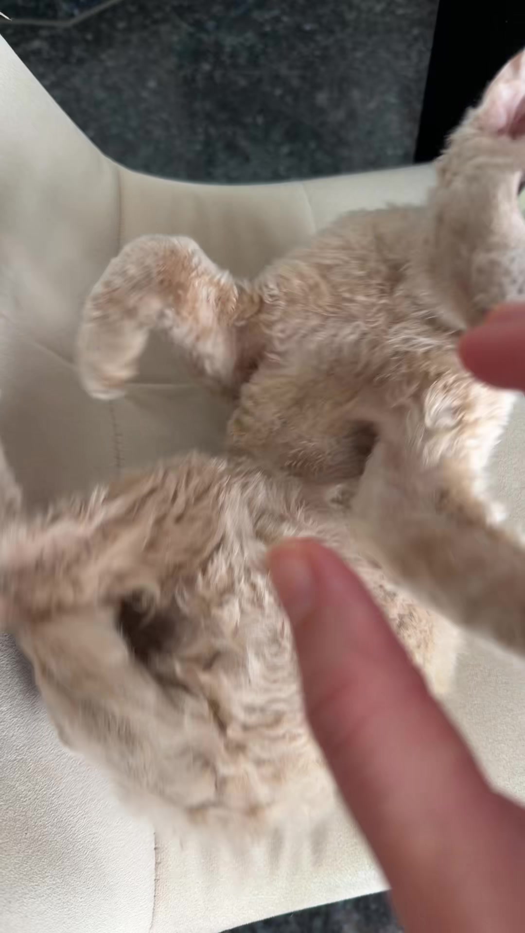 @TugbasCats
