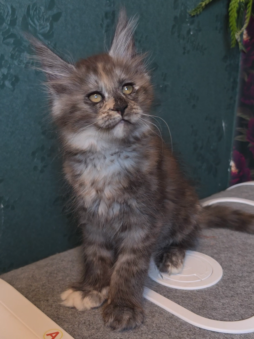@Peaky Claws Cattery
