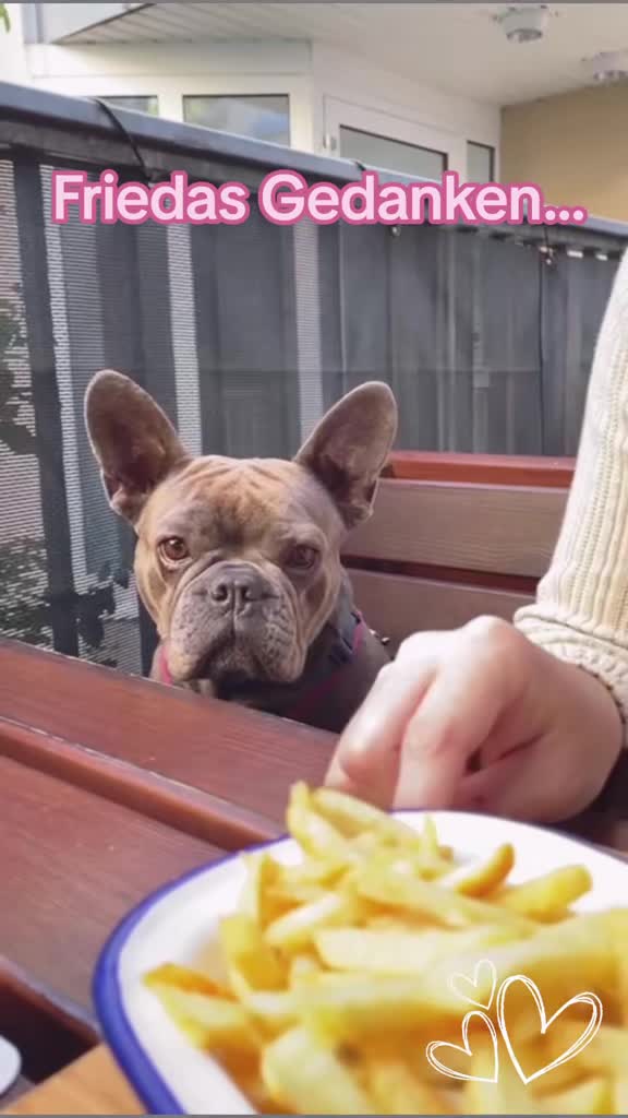 @FrenchieFrieda
