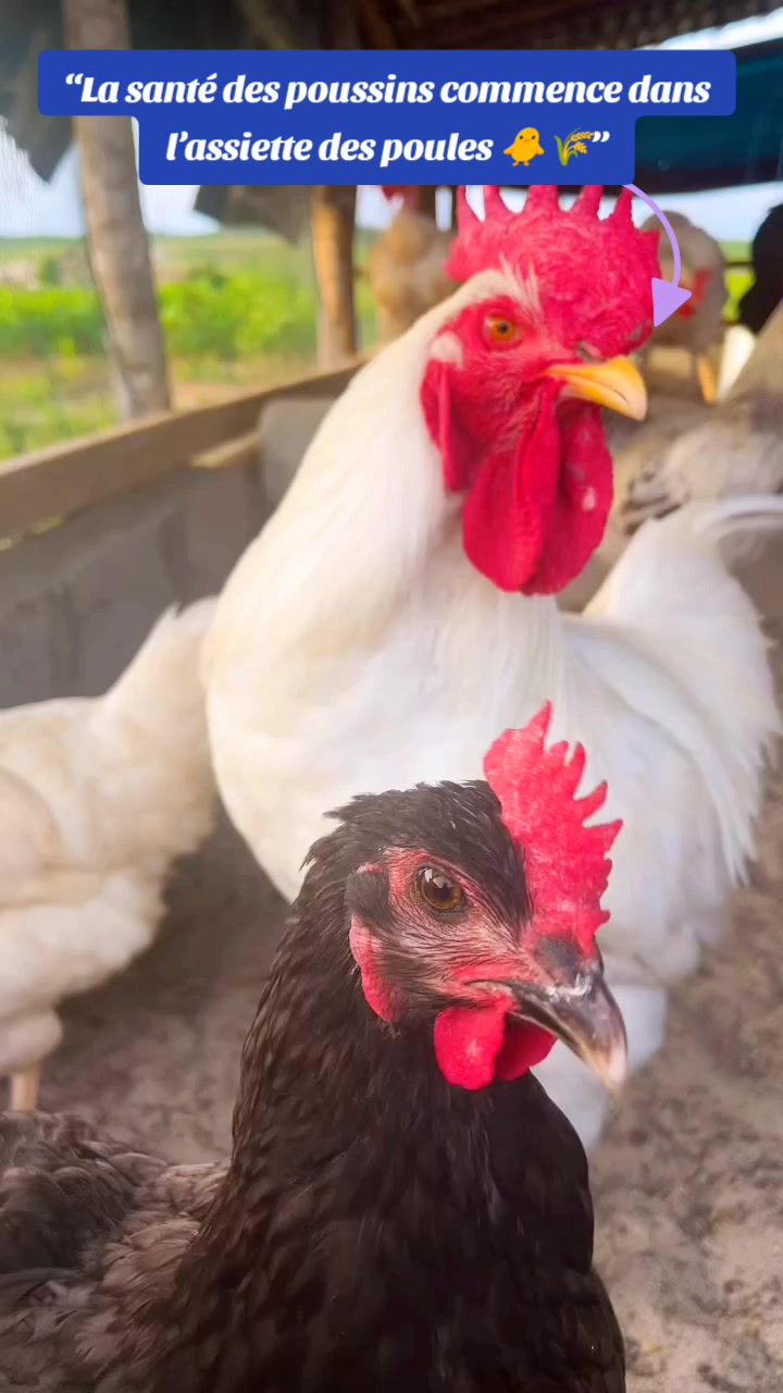 @NDIAYE-BREEDING 🐔