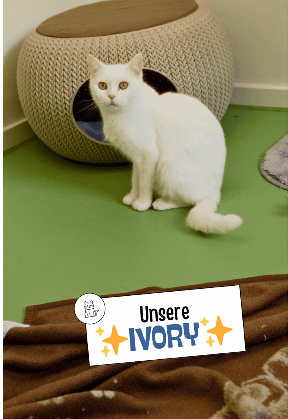 @Tierheim_Bremerhaven