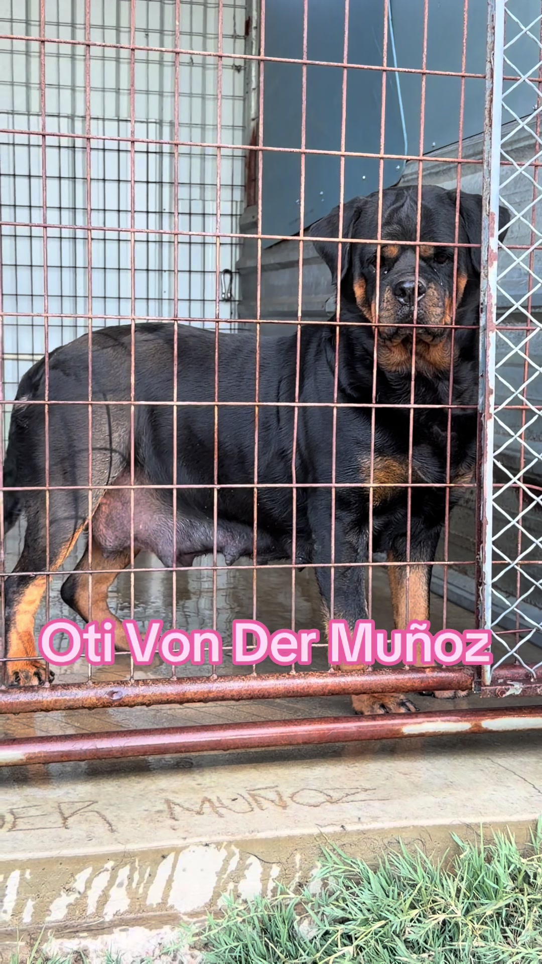 @✨VON DER MUÑOZ ROTT’S✨