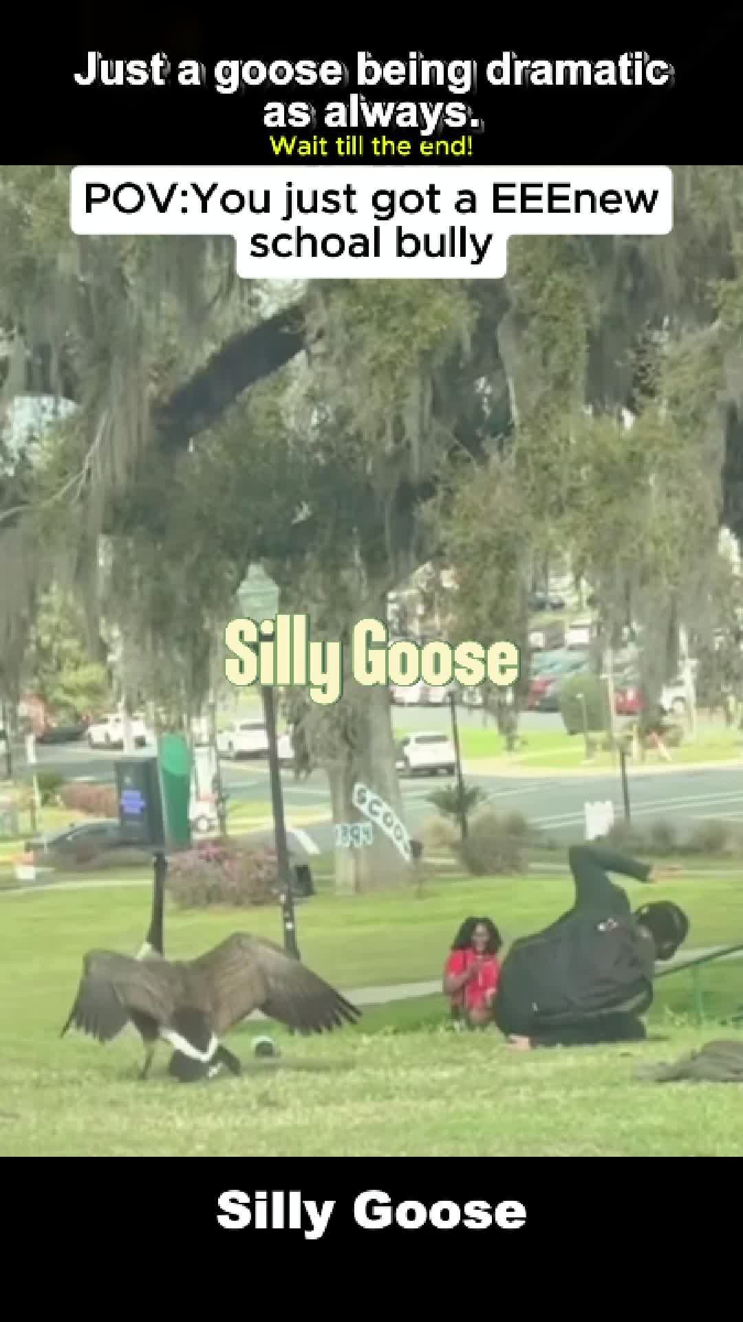 @Pet.humor5.USA