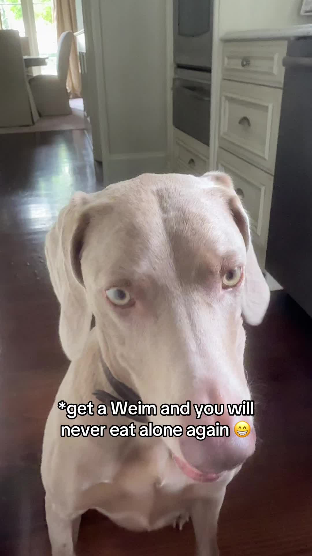 @Zoey the Weim