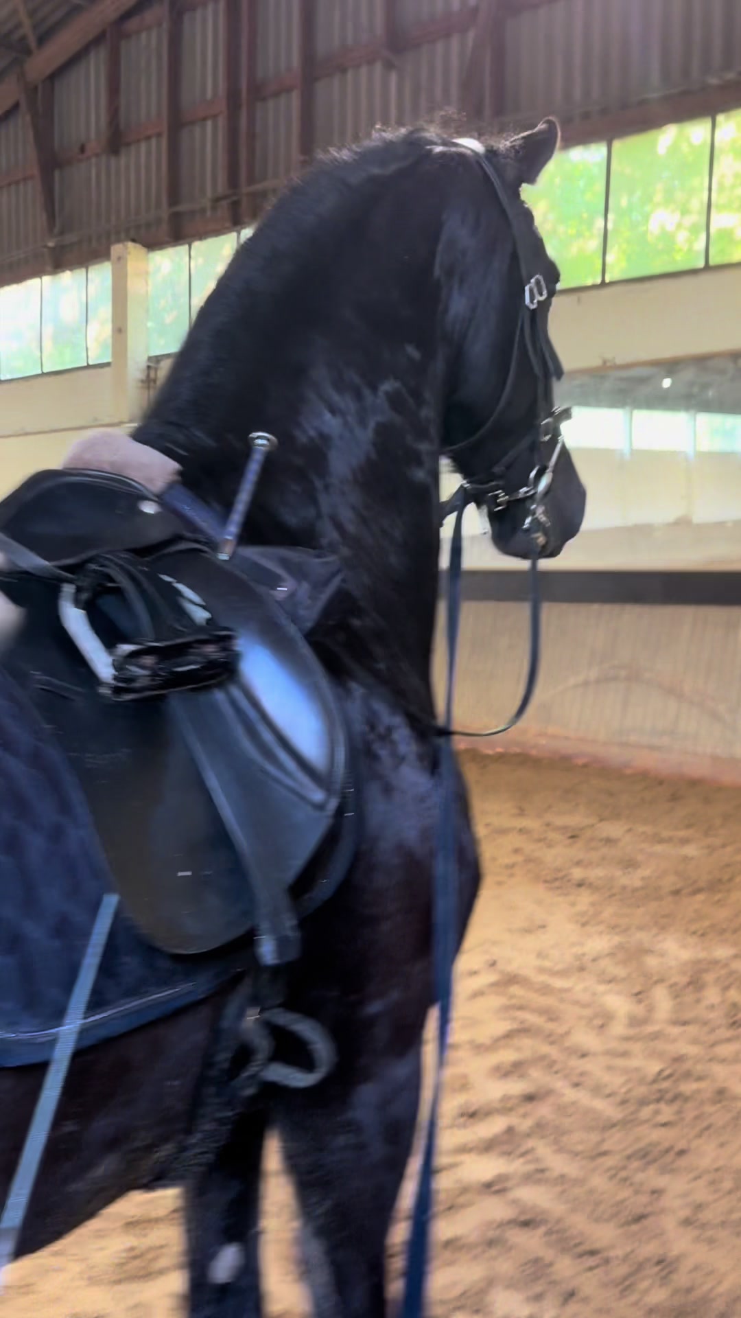 @Horses