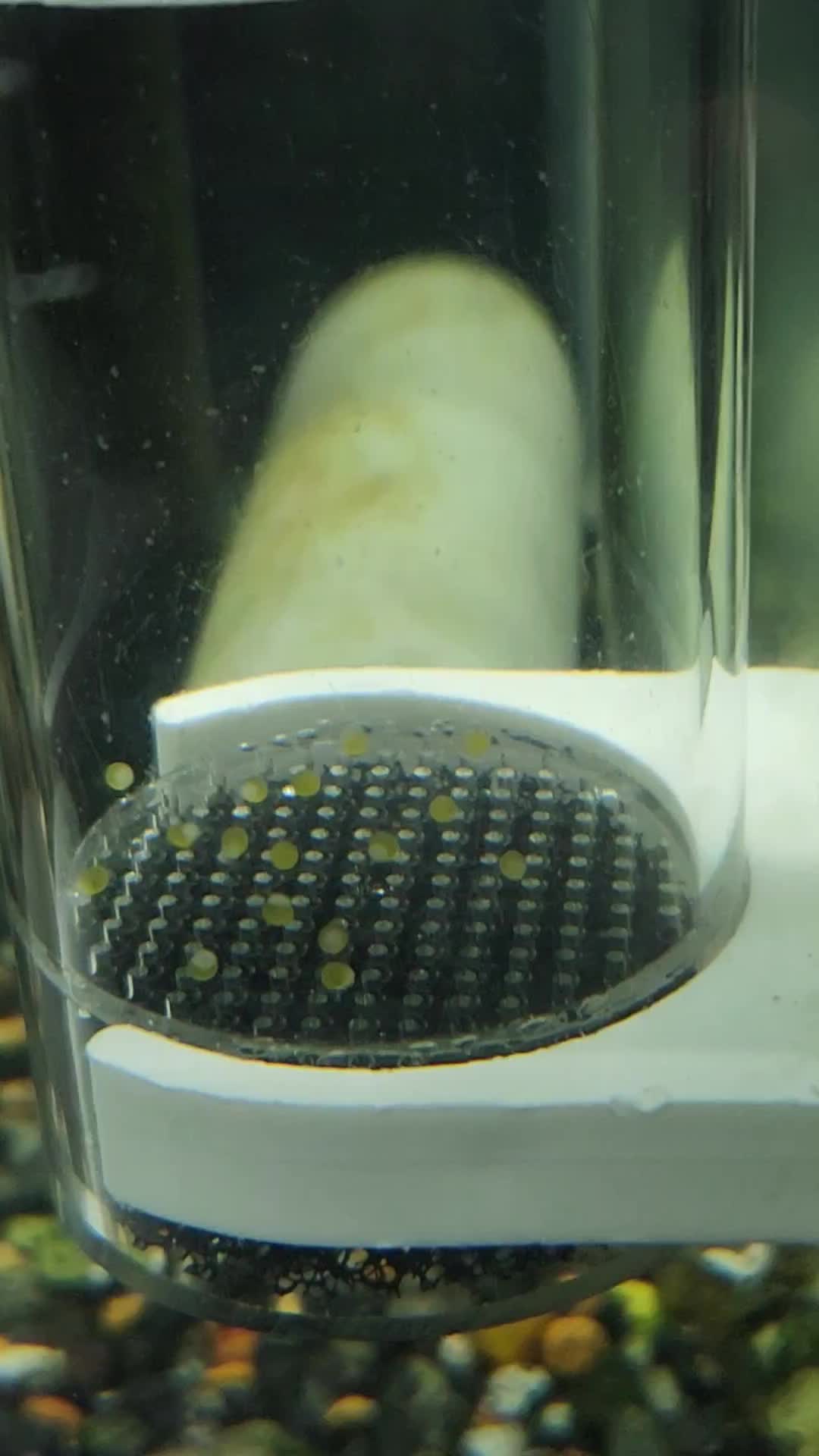 @voyeurs of aquatics