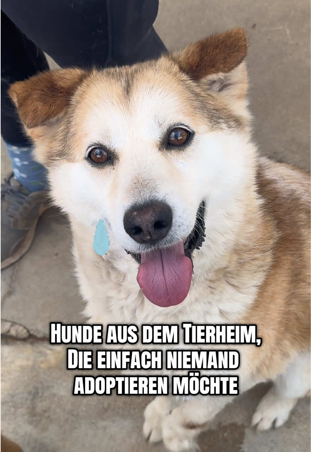 @mother of dogs