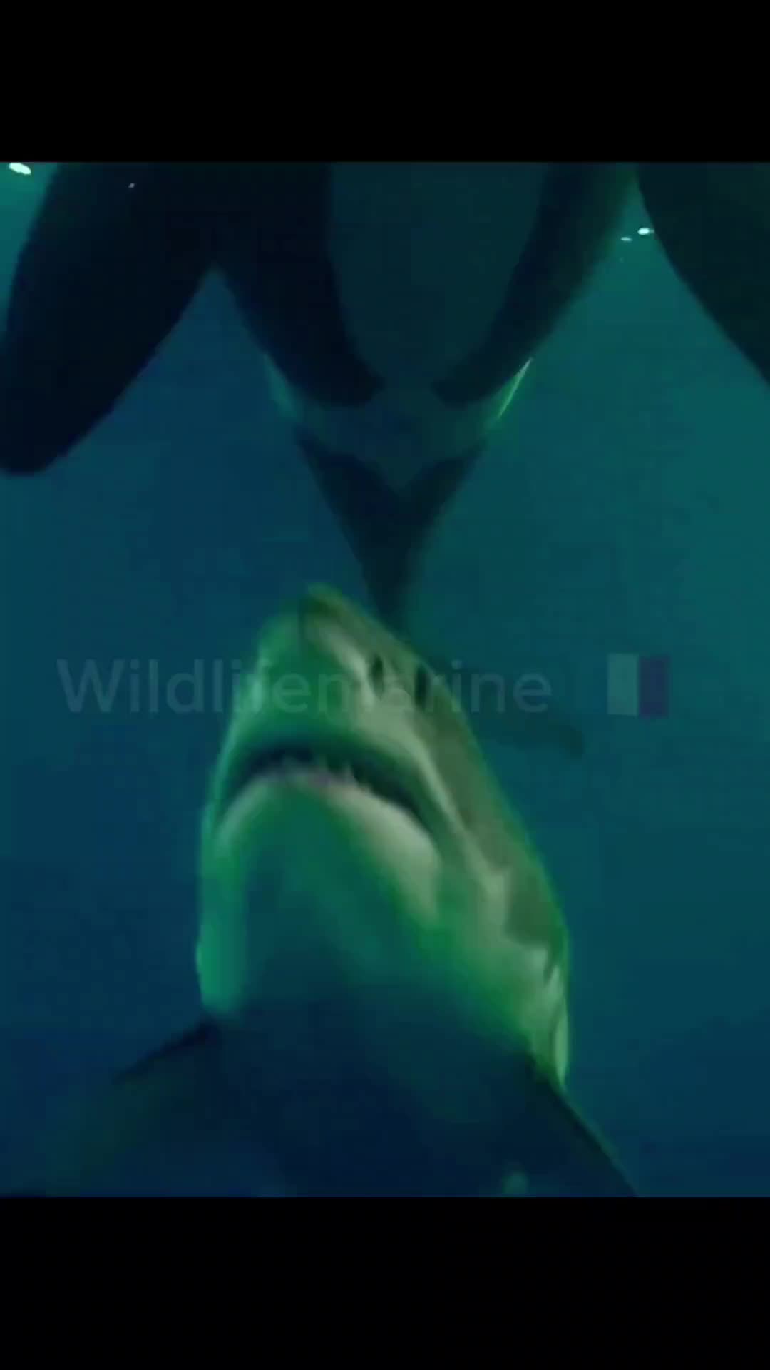 @wildlifemarine 🇲🇫