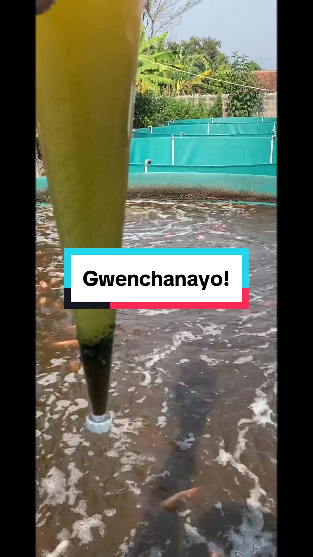 @Berkah Jaya Fish Farm