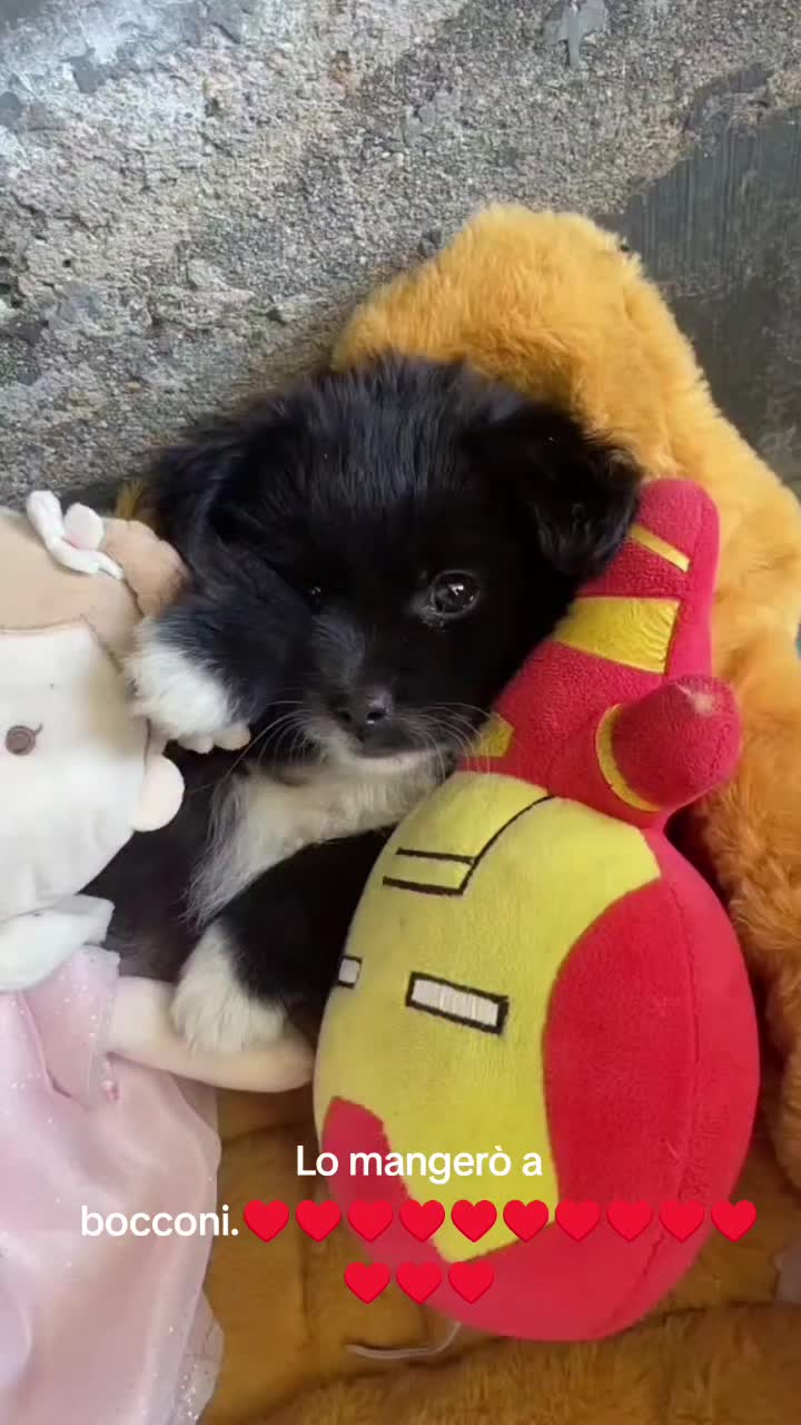 @cuore.animale
