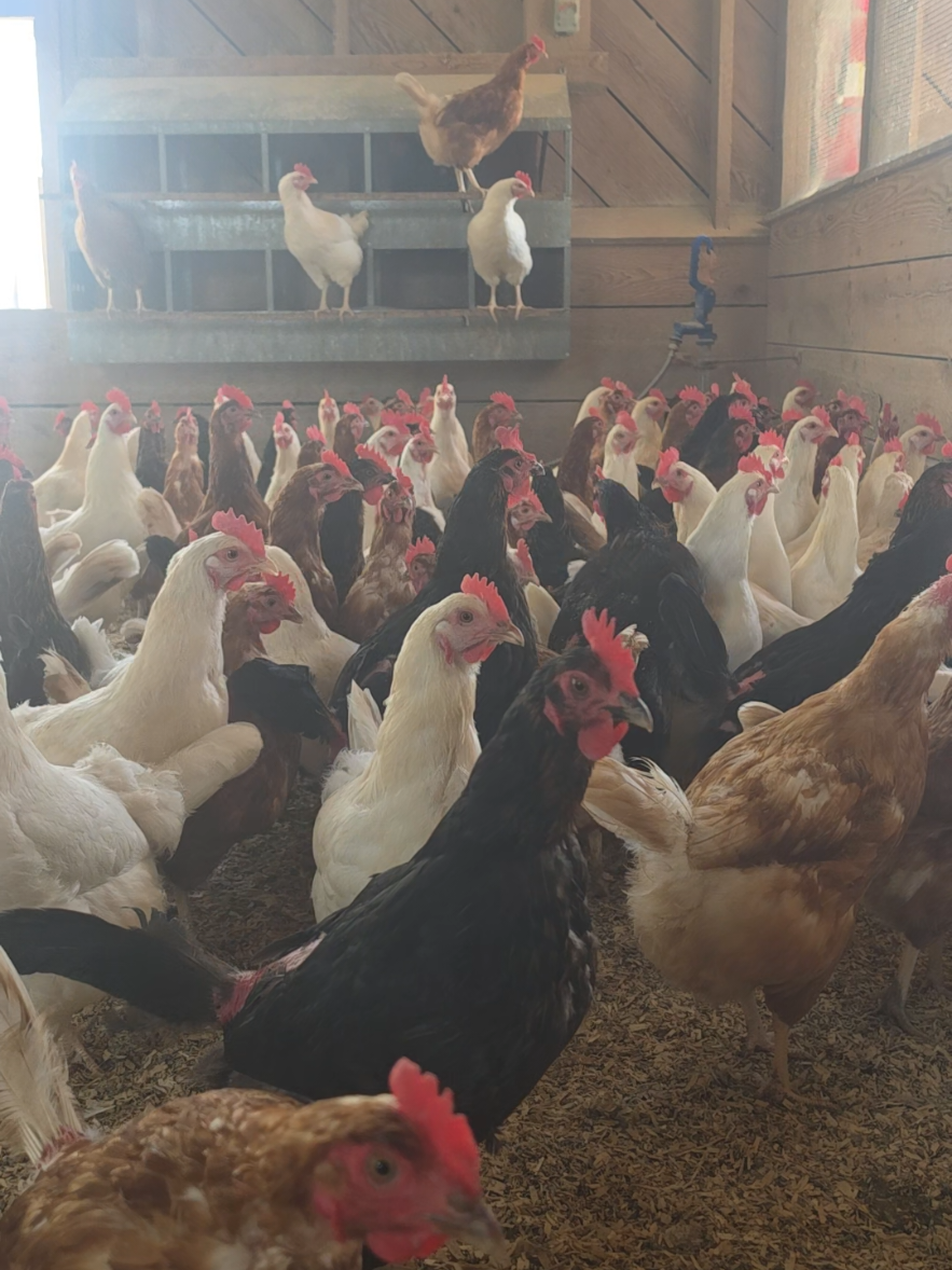 @Grit&Grace:Farmyard.diaries