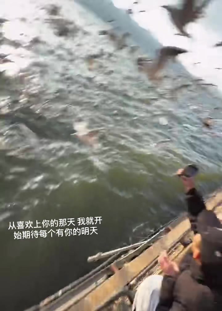 @灰太狼