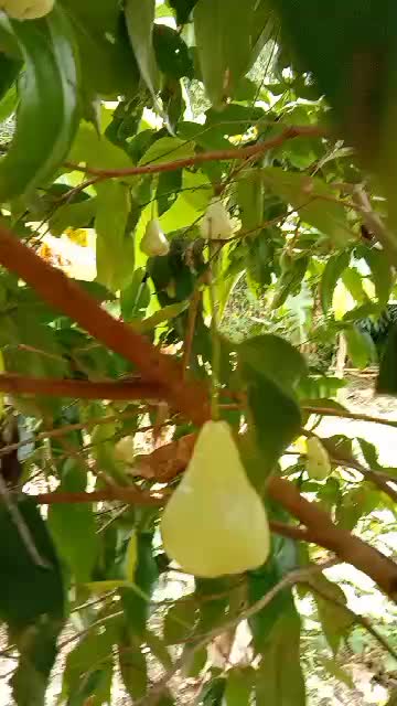@Fatimahyusof64