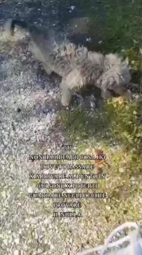 @ANIMALISTI DI FROSINONE
