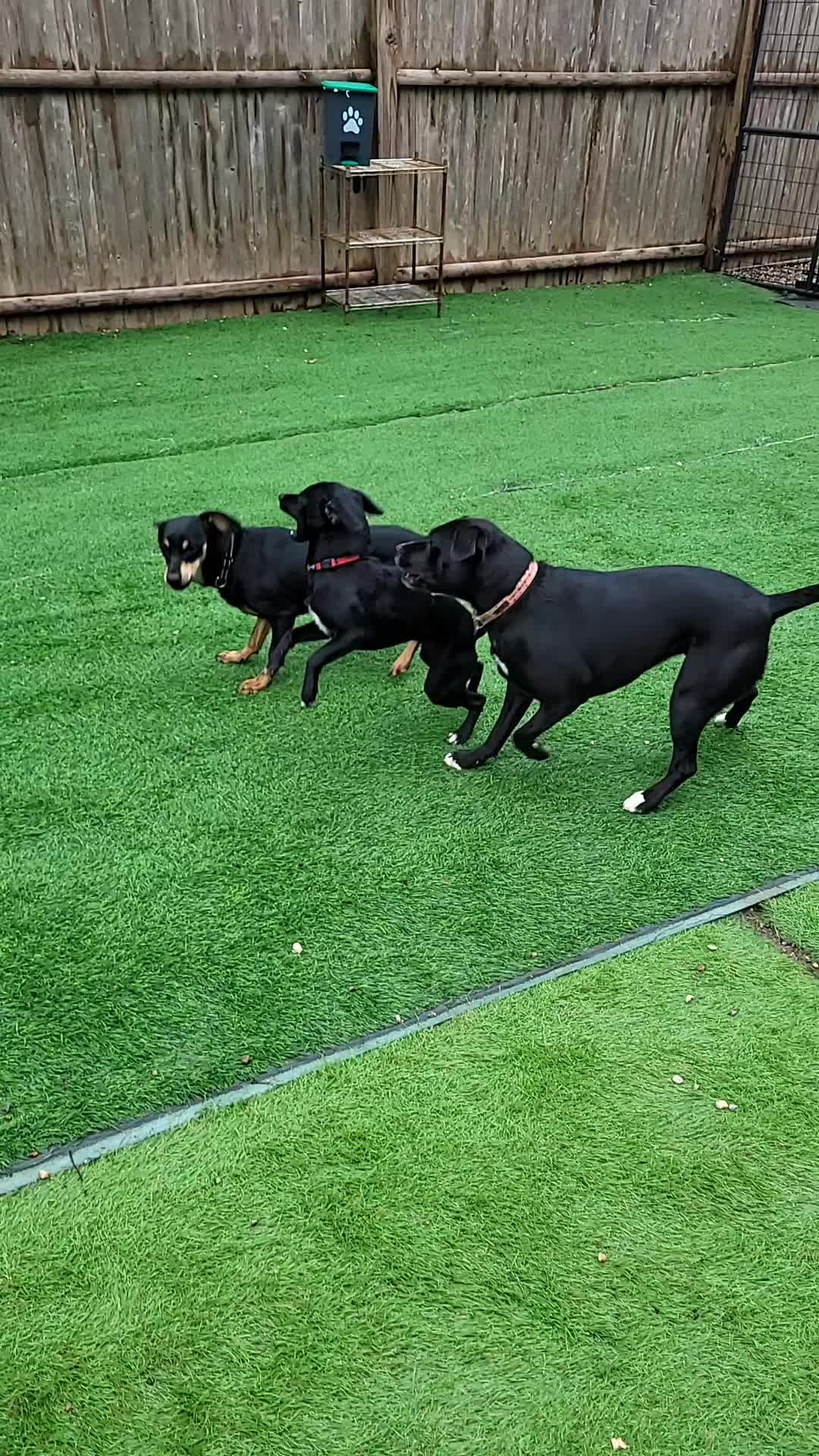@Magicdogland.com