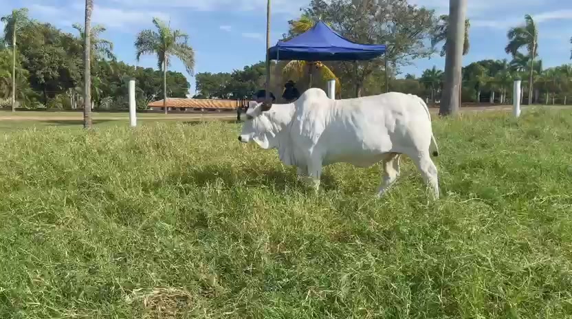@jorgevianajr