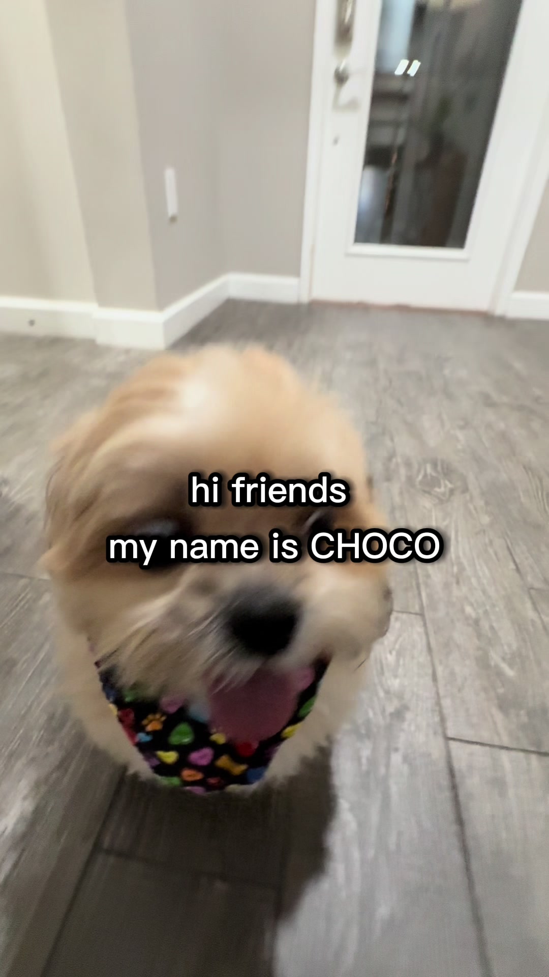 @Chocolate Adventures