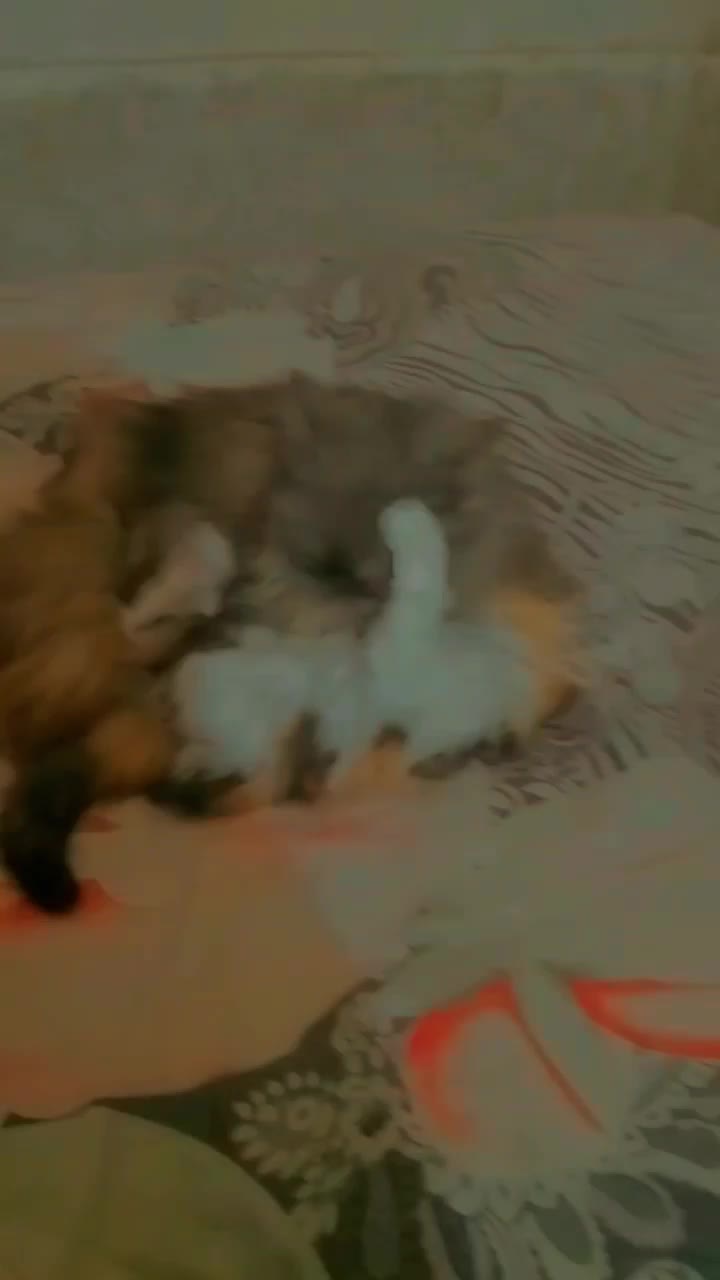 @hafsach216