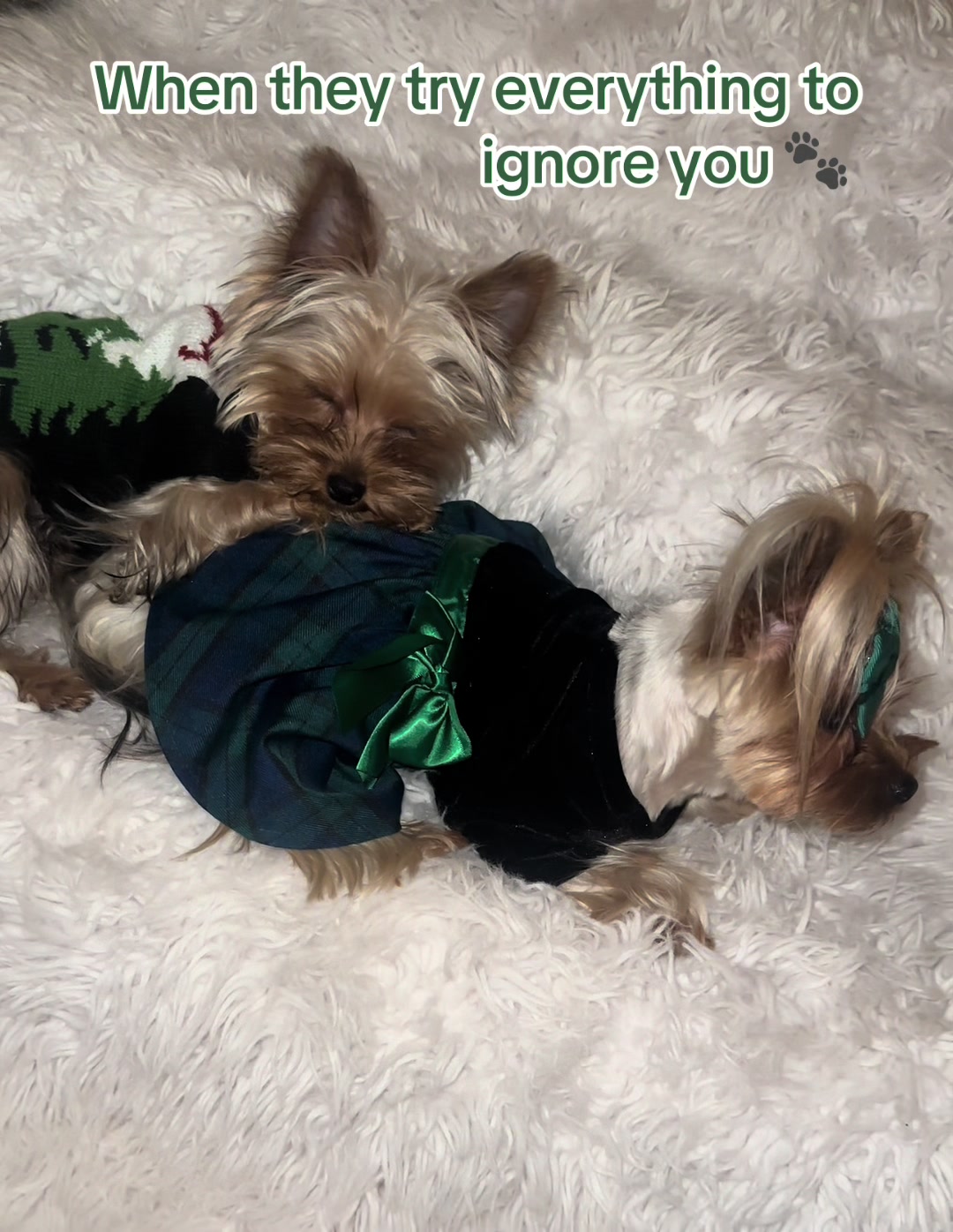 @RedBeautyYorkies🐾
