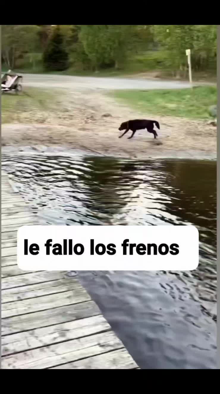 @el panda solitario