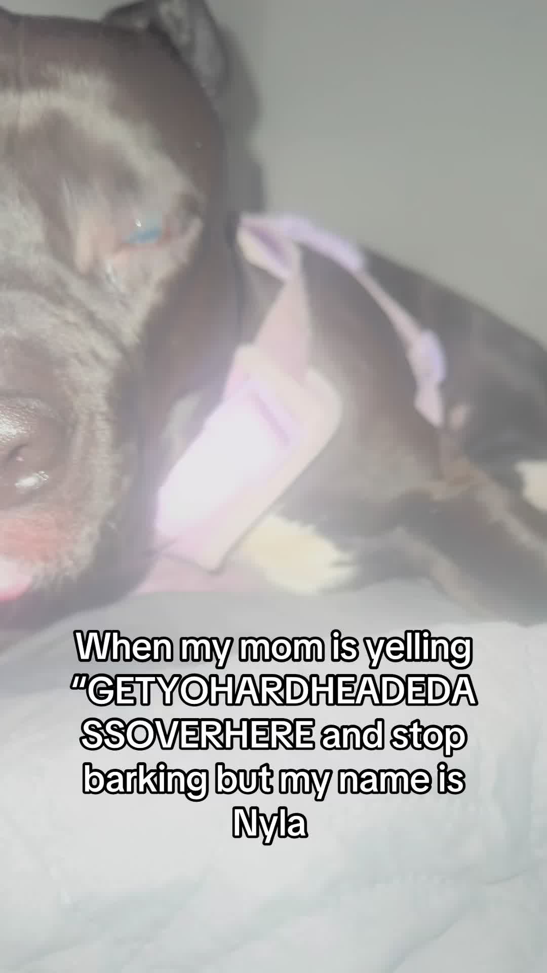 @Nyla.da.Staffy