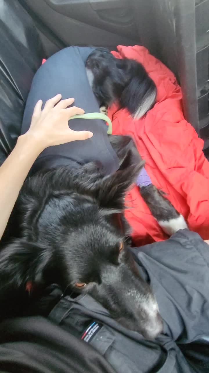 @Service dog Falco 🐾🦅🌈