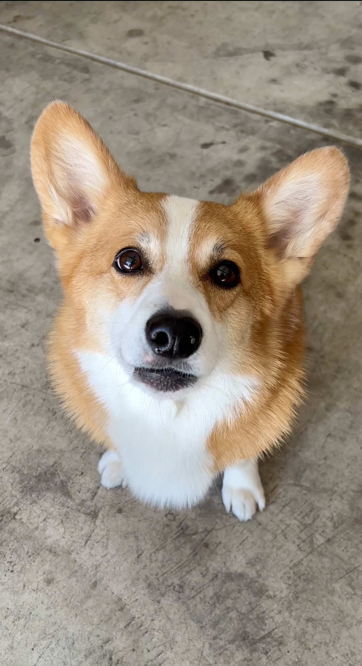@Hammy & Olivia Corgi