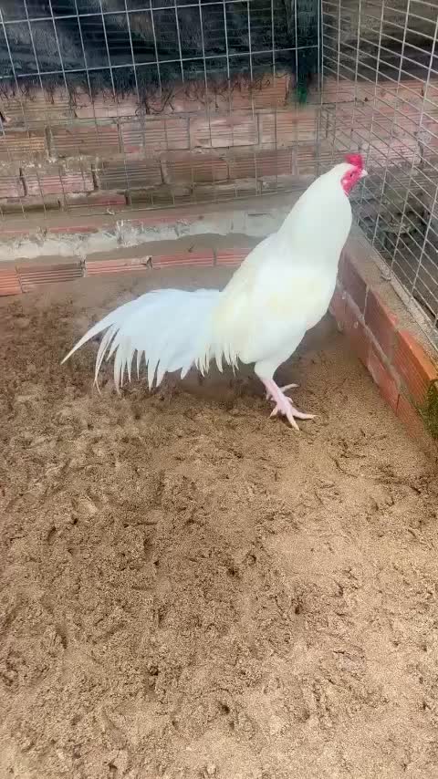 @Quốc Bảo ( baosting)