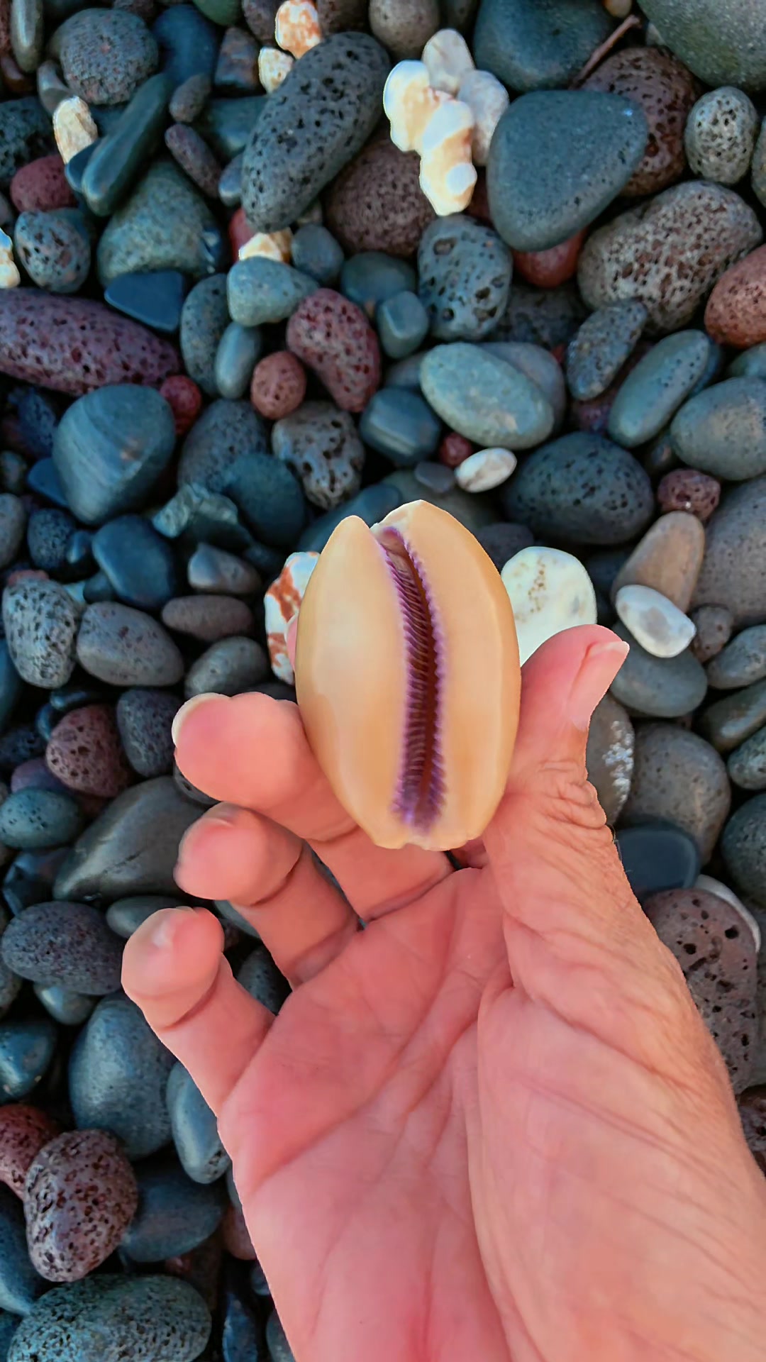 @Noe 🐚 Shells