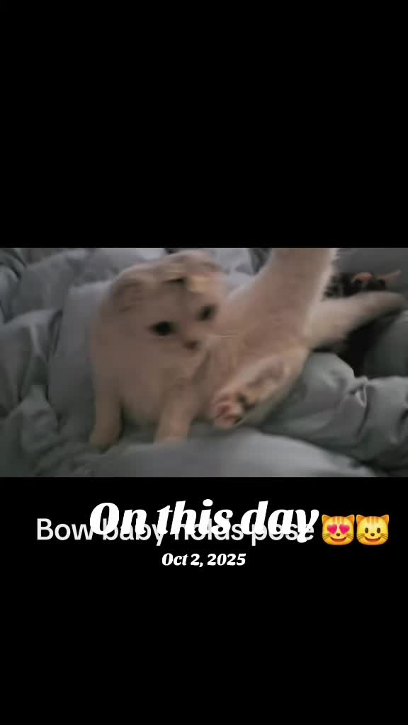 @Brittany's Beauties Kittens