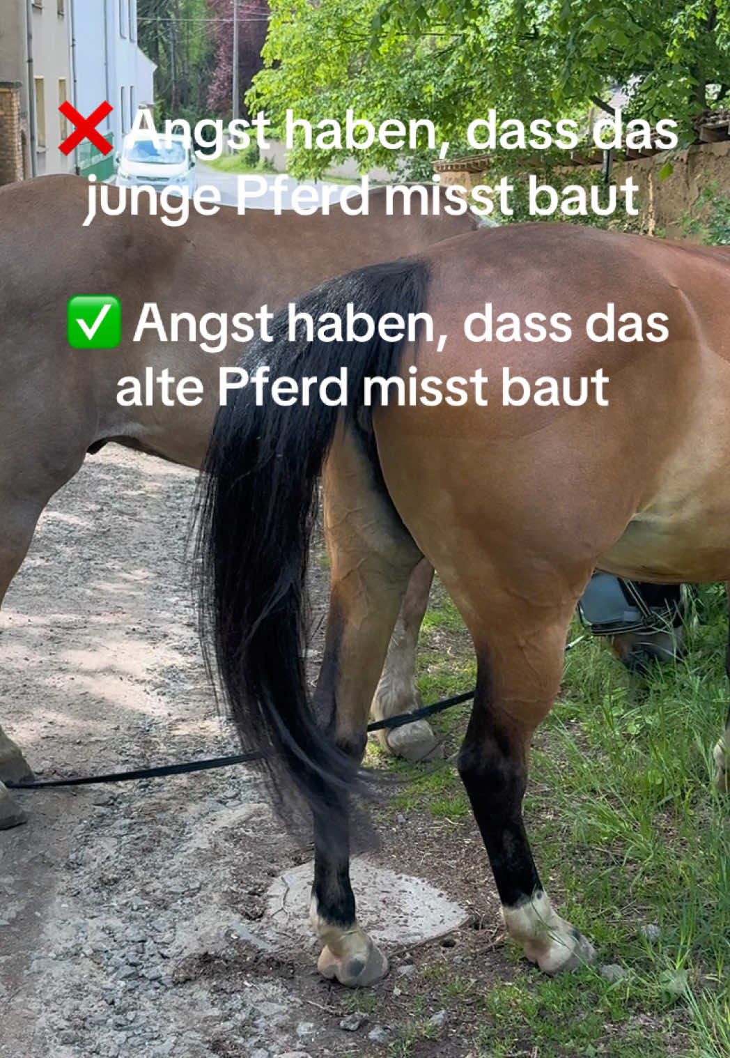 @Ponyhausen