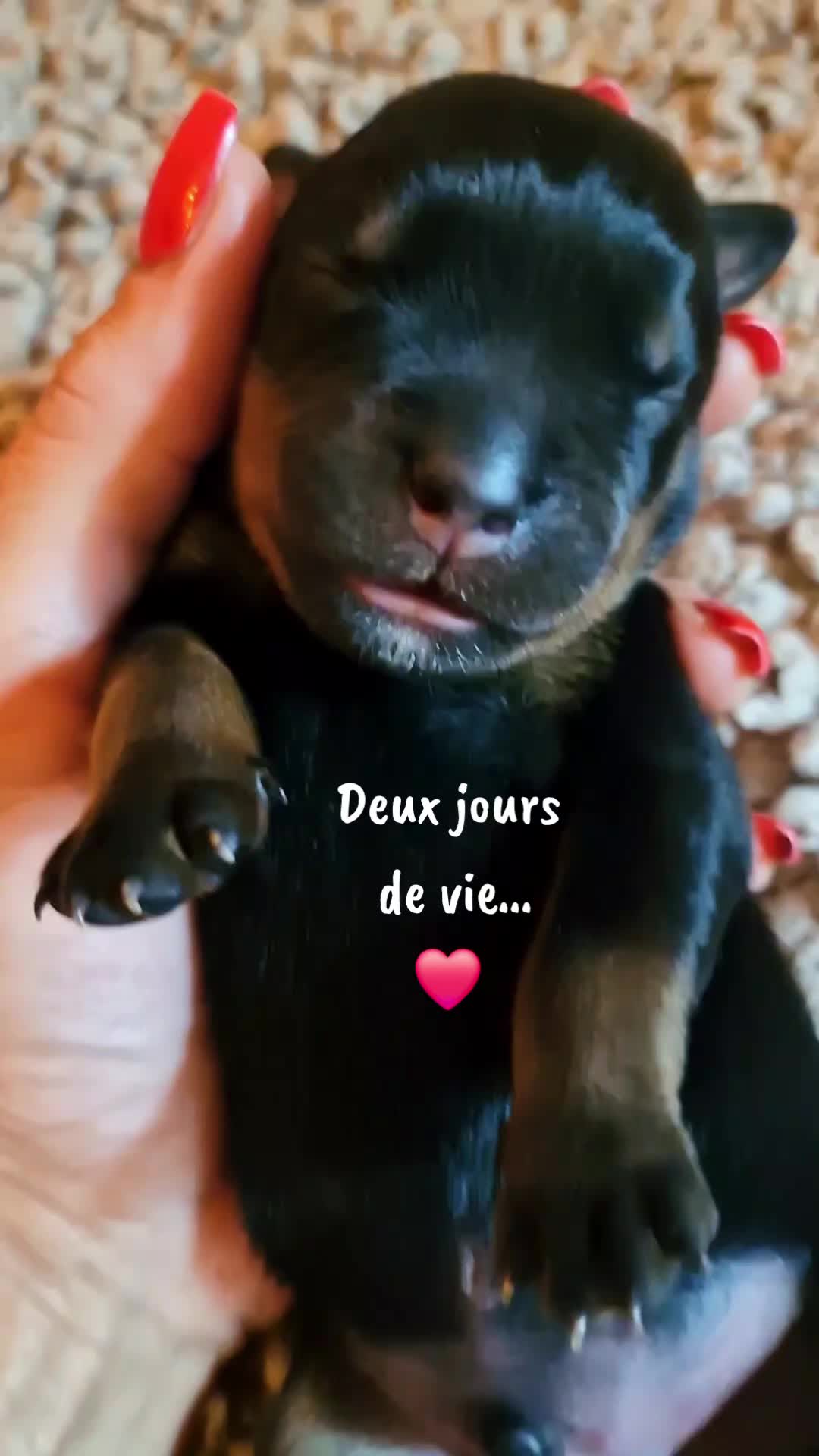 @Laetitia FACHETTi Rottweiler