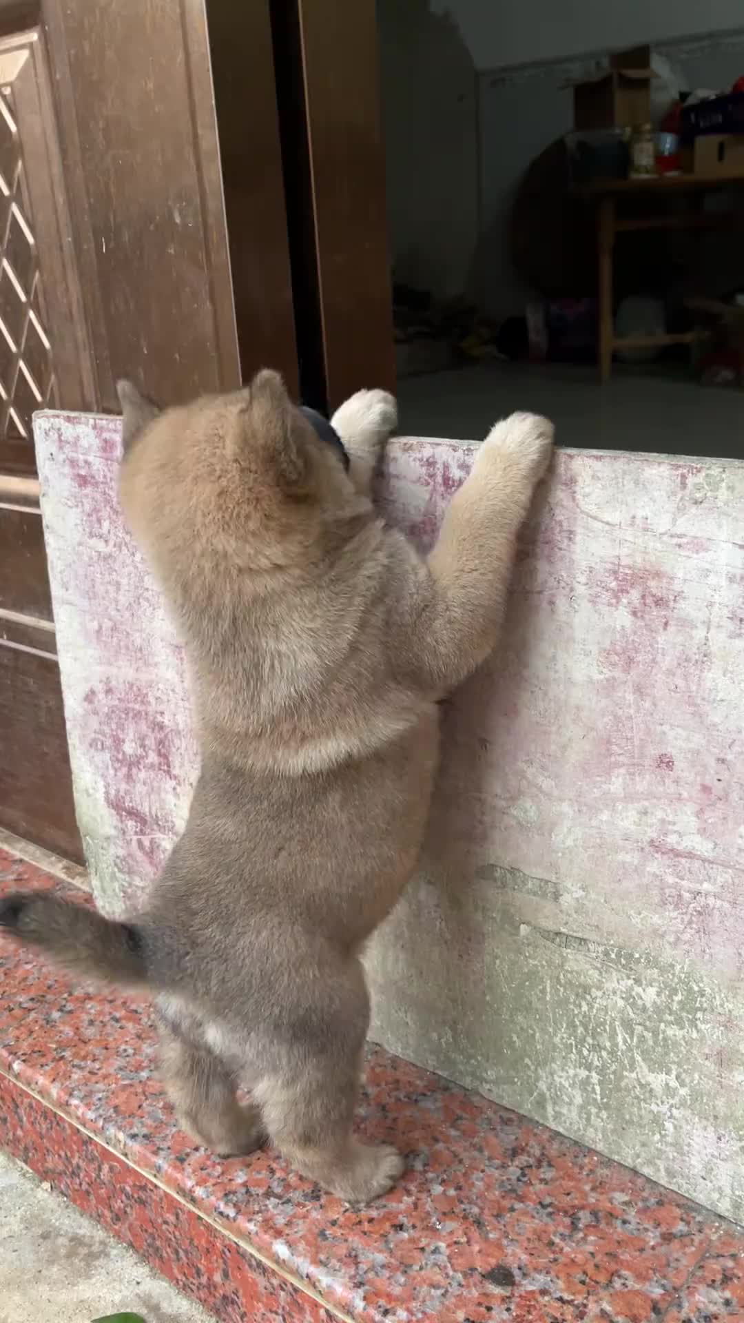 @MeowWoofMoments