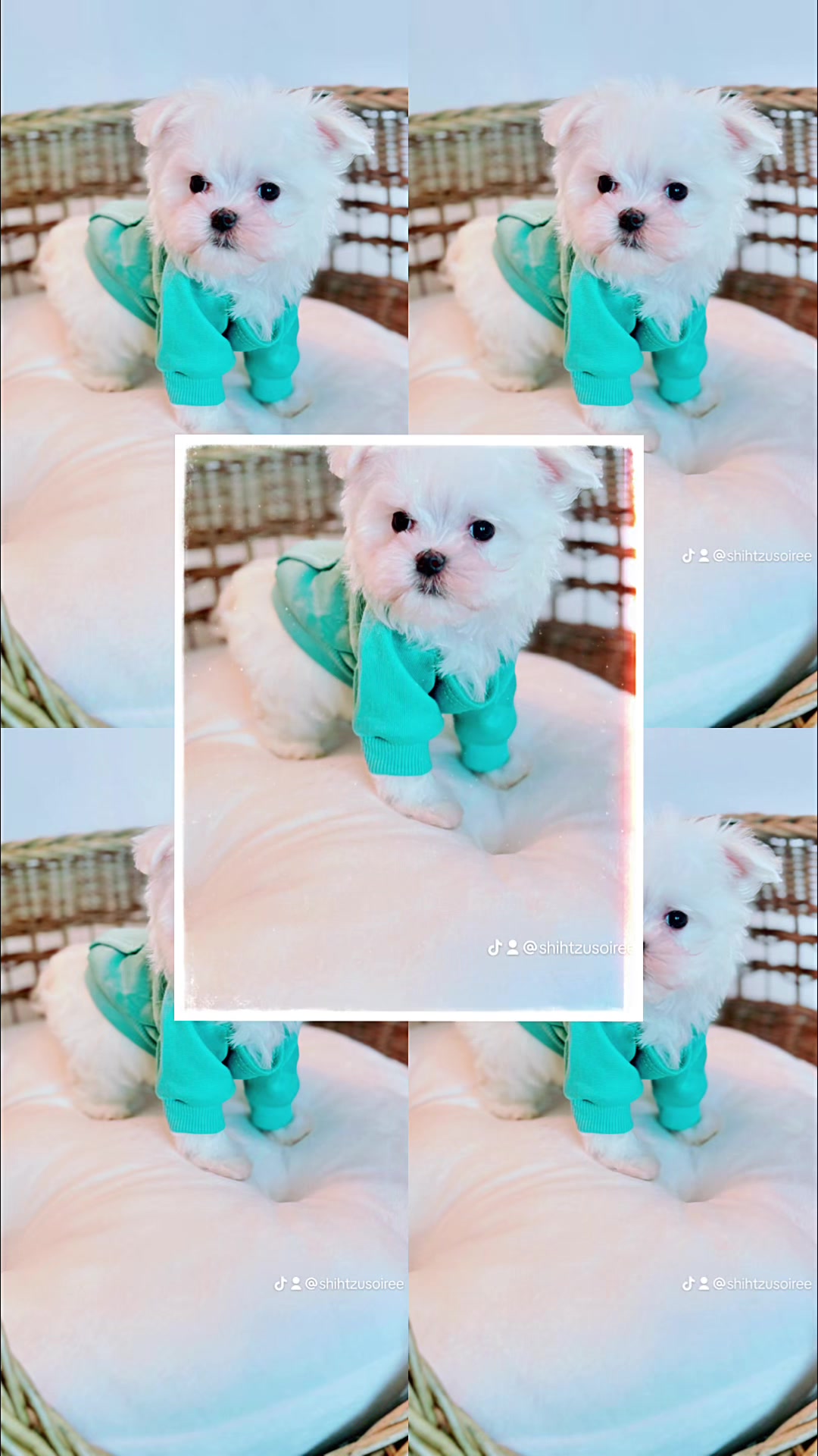 @SHIHTZU SOIR&Eacute;E