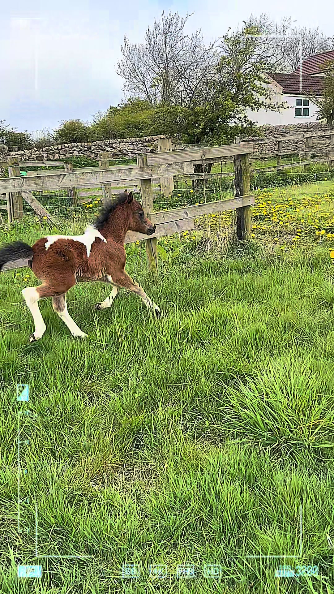 @SummerMoor Miniature horses