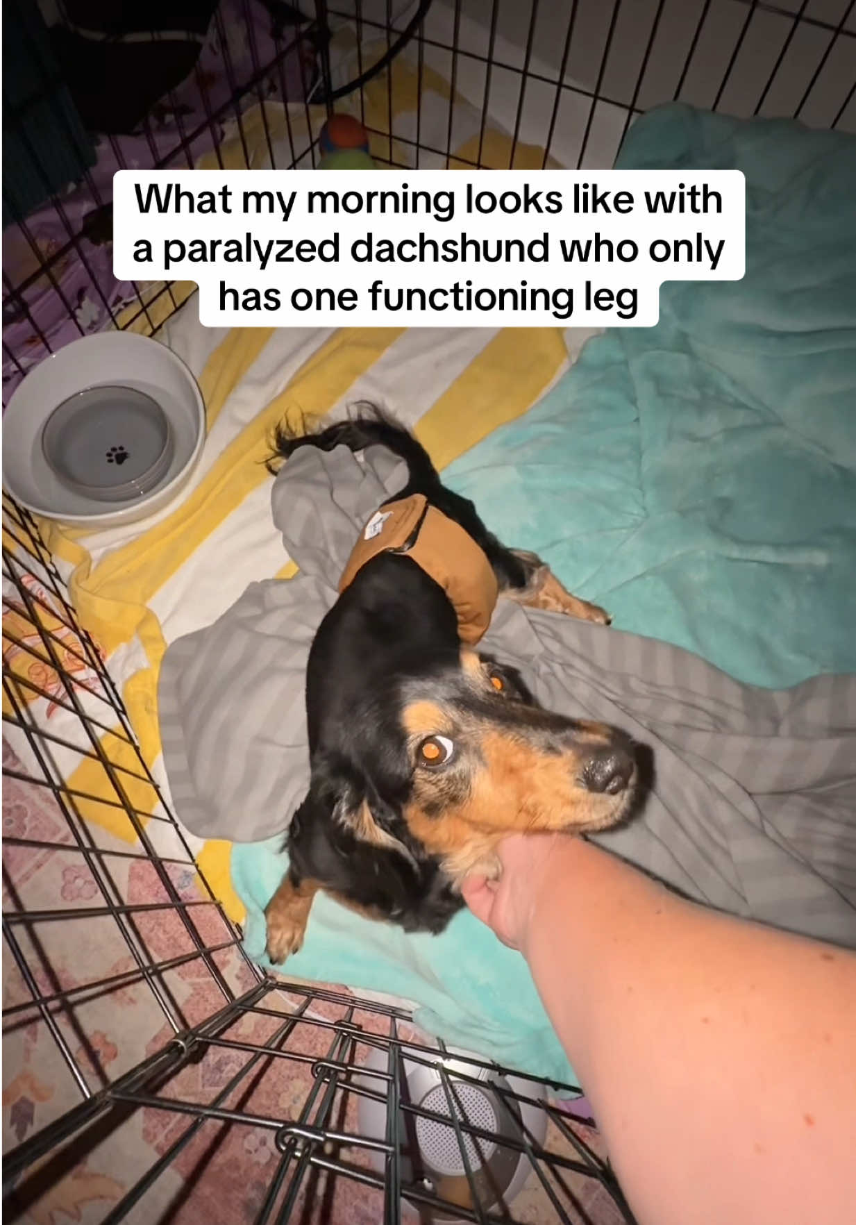 @Henry the mini dachshund
