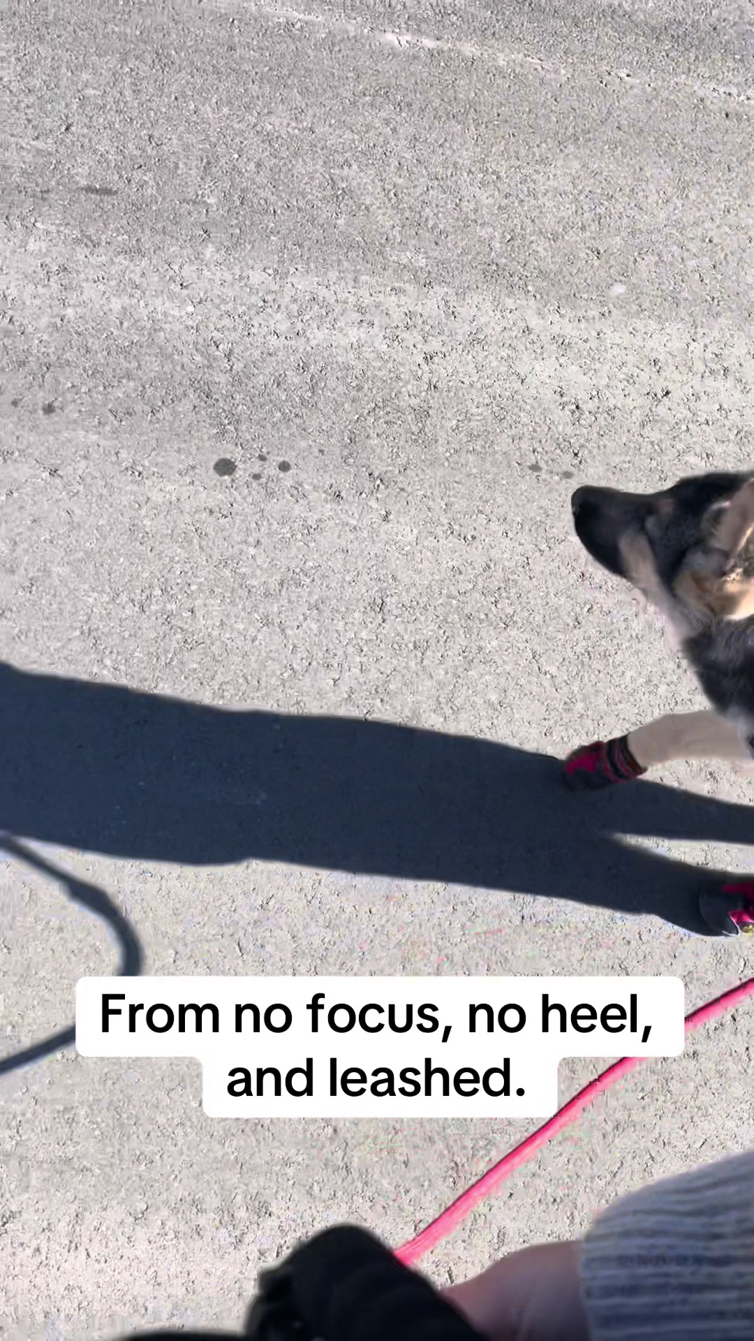 @duchesstheworkingdog