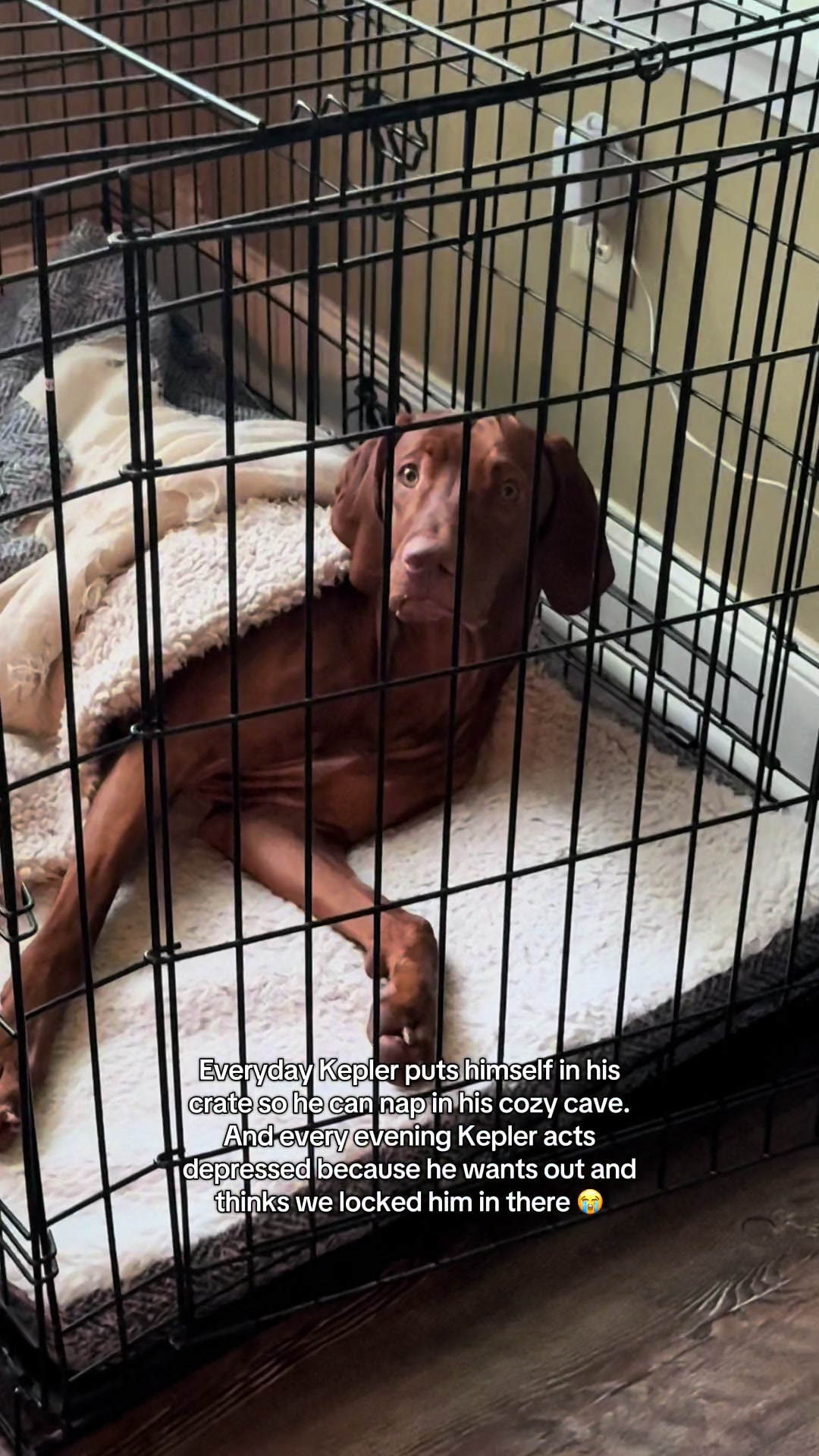 @Tycho the vizsla