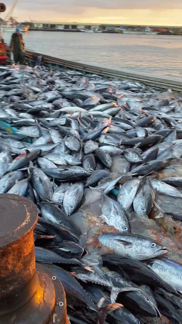 @🛳️hàmìdø⚓⚡Ræysë🐬🏴☠️
