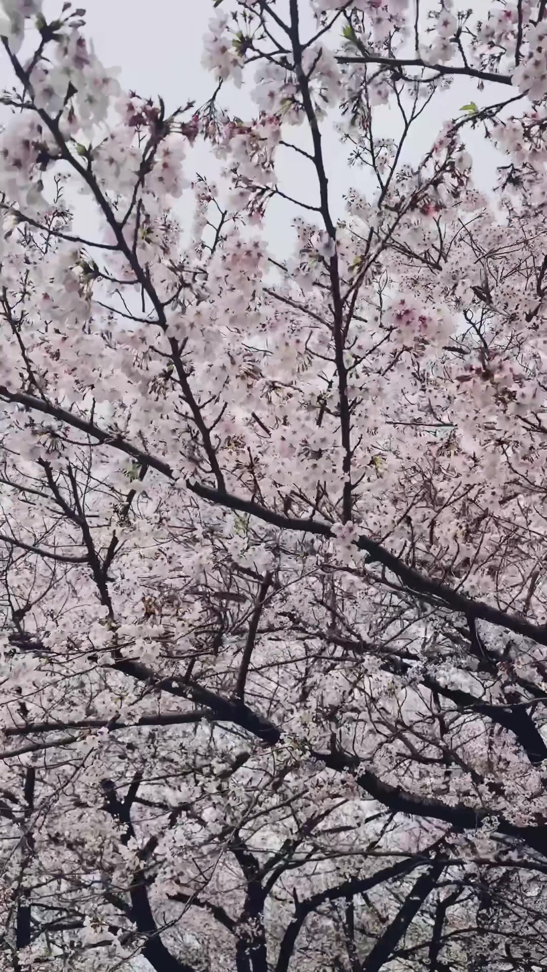@Kavin Madhushanka 🇯🇵
