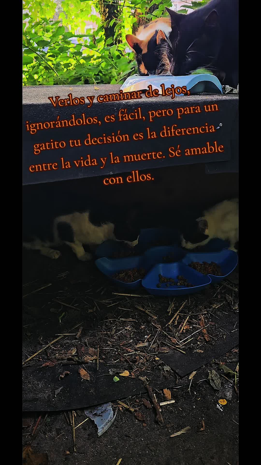 @🇲🇽Guli.Carrada 🐈⬛